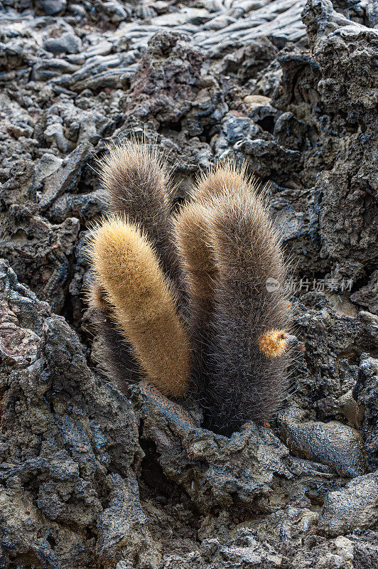 熔岩仙人掌，Brachycereus nesioticus, Pahoehoe熔岩，沙利文湾熔岩场，詹姆斯岛，圣地亚哥岛，圣地亚哥岛，加拉帕戈斯群岛国家公园，厄瓜多尔。流行。